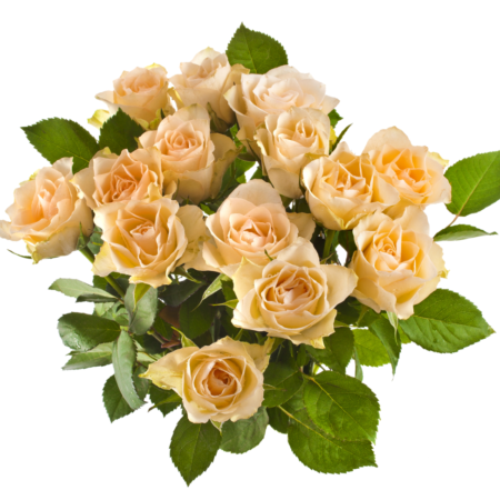 12 Rosas Champagne ; 12 Cream Roses ; 12 Rosas de color crema