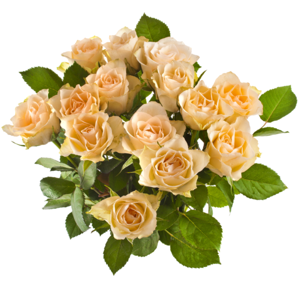 12 Rosas Champagne ; 12 Cream Roses ; 12 Rosas de color crema