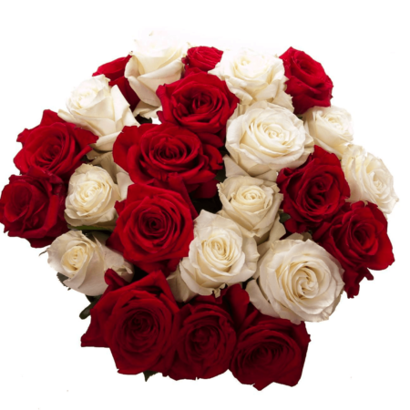 24 Red & White Roses, 24 Rosas Rojas & Blancas, 24 Rosas Vermelhas & Brancas