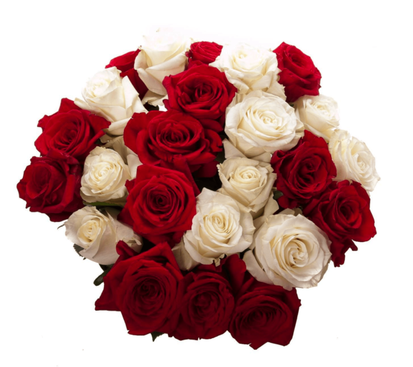 24 Red & White Roses, 24 Rosas Rojas & Blancas, 24 Rosas Vermelhas & Brancas