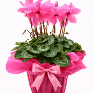Cíclame Rosa