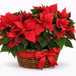 Duo Estrela de Natal