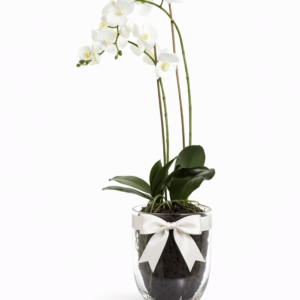 Duo de Orquídeas Brancas