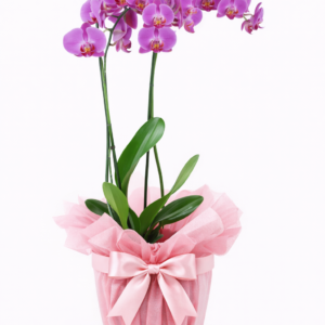 Duo de Orquídeas Rosa