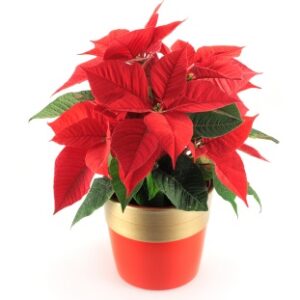 Flor de Pascua