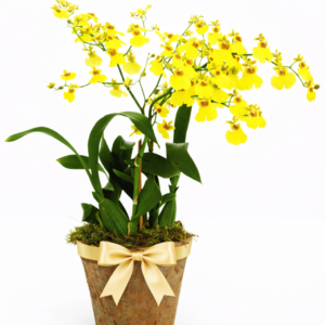 Orquídea Chuva-de-Ouro