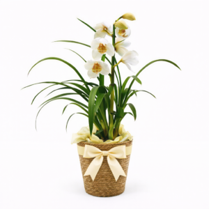 Orquídea Cymbidium