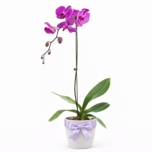 Orquídea Phalaenopsis Rosa
