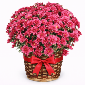 Planta de Margarida - Escolha a cor