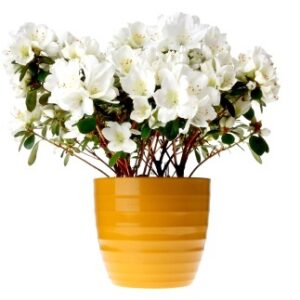 Azalea Blanca