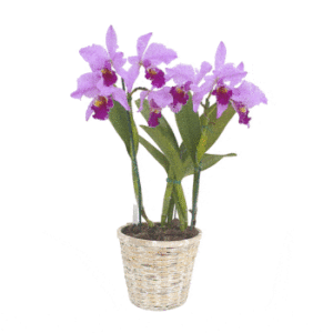Orquidea Cattleya