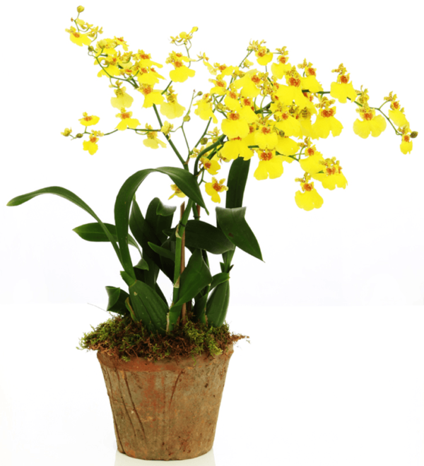 Orquídea Oncidium - 'Lluvia de Oro'