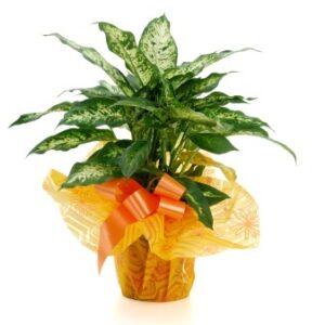 Planta Verde