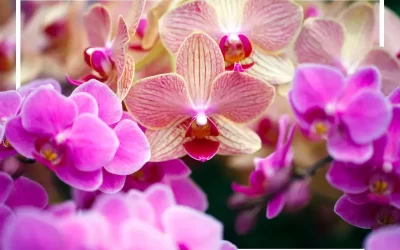 Encanto das Orquídeas: Variedade e Elegância na FloresnaWeb