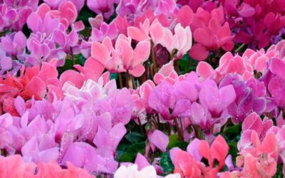 Ciclames: Las Bellas del Invierno