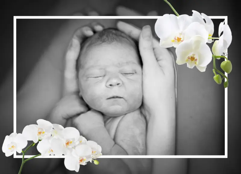 Fora do Brasil e Quer Celebrar um Nascimento? FloresnaWeb Faz a Magia Acontecer